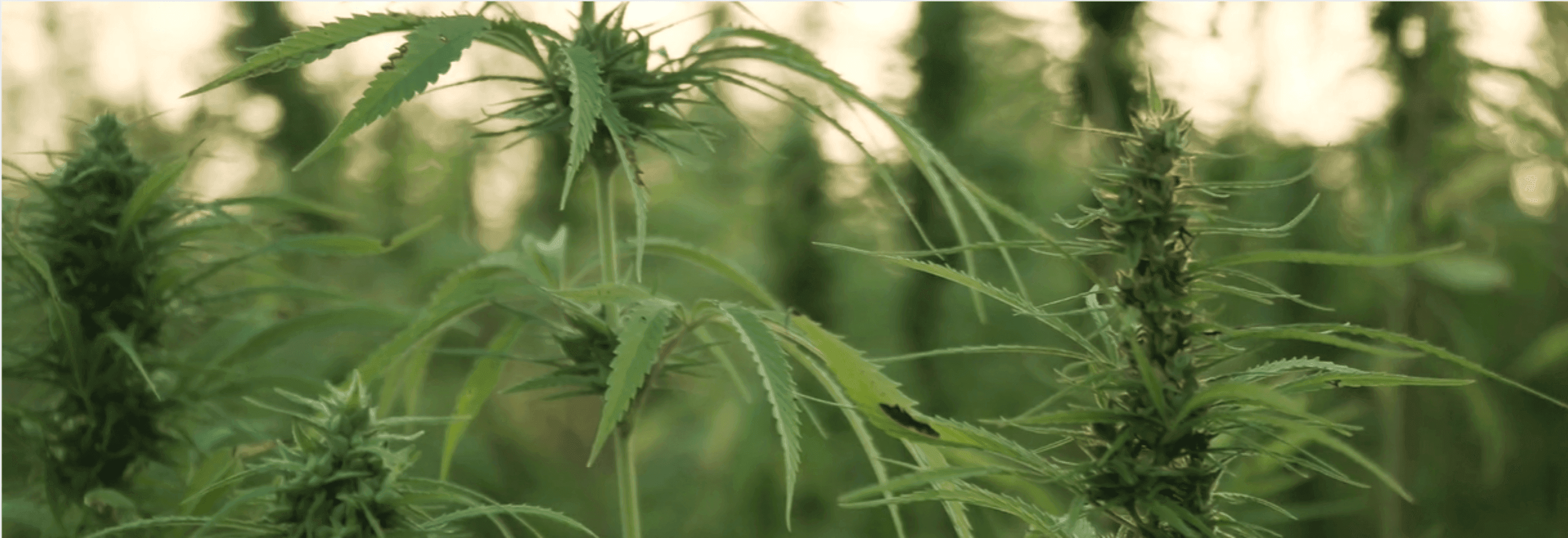 Cannabispflanzen